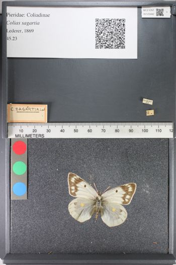 Media type: image;   Entomology 125442